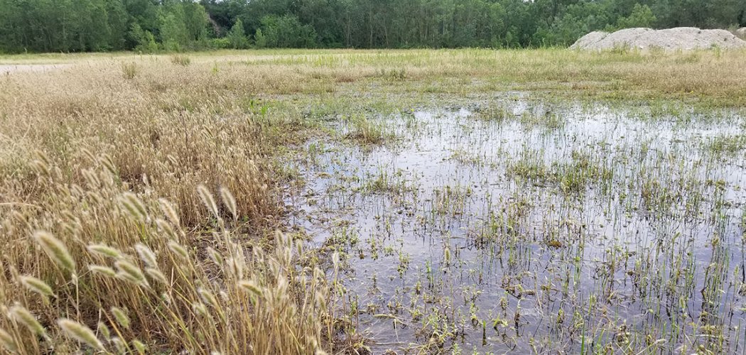 Découverte de Polypogon maritimus sur le territoire de la Métropole de Lyon