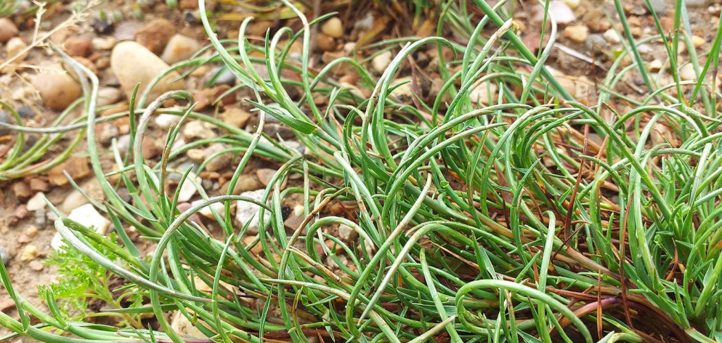 Le Lepture courbé (Parapholis incurva), une nouvelle espèce en région Auvergne-Rhône-Alpes