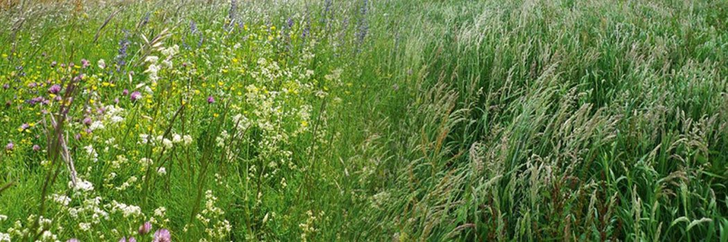 "Le Lignon retrouvé", Prix du génie écologique 2018 !