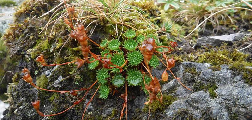 Le Saxifrage de Lamotte, une espèce endémique d’Auvergne en voie de disparition ?