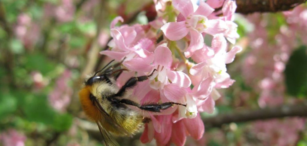 Cartographier les potentialités d'accueil des abeilles sauvages en milieux naturels à semi-naturels