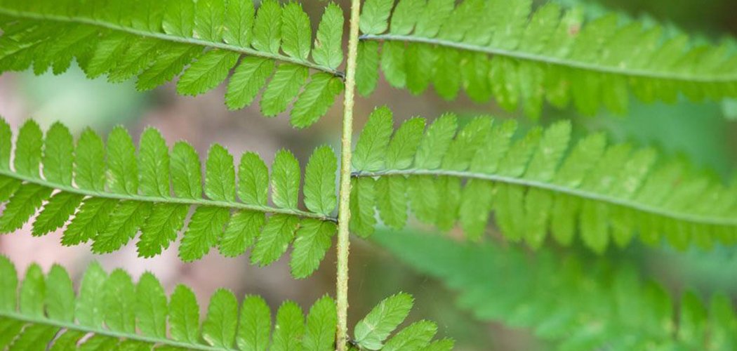 Redécouverte de Dryopteris remota dans le département du Rhône !