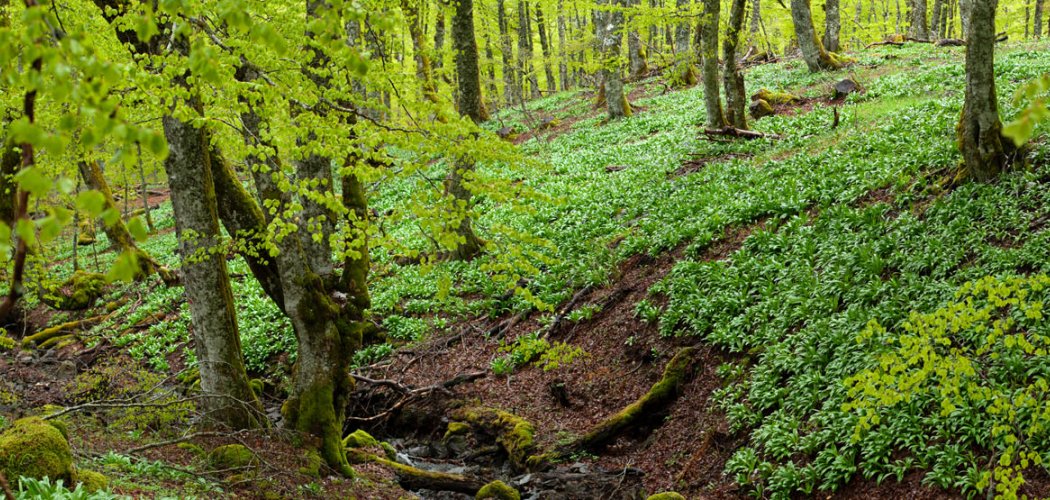 En Nouvelle-Aquitaine, les Conservatoires botaniques nationaux se mobilisent pour identifier les vieilles forêts...