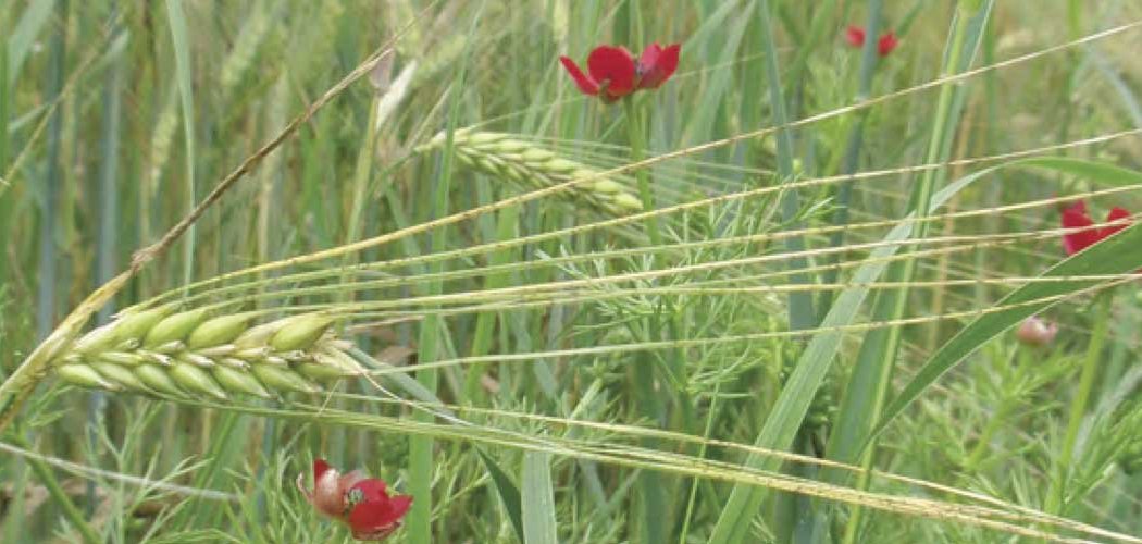 Une nouvelle plateforme web en faveur des plantes habitantes des moissons : plantesmessicoles.fr