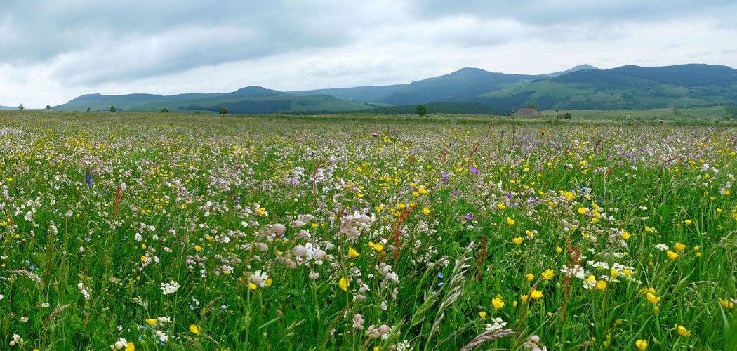 Les prairies du Massif central au Congrès mondial de la nature