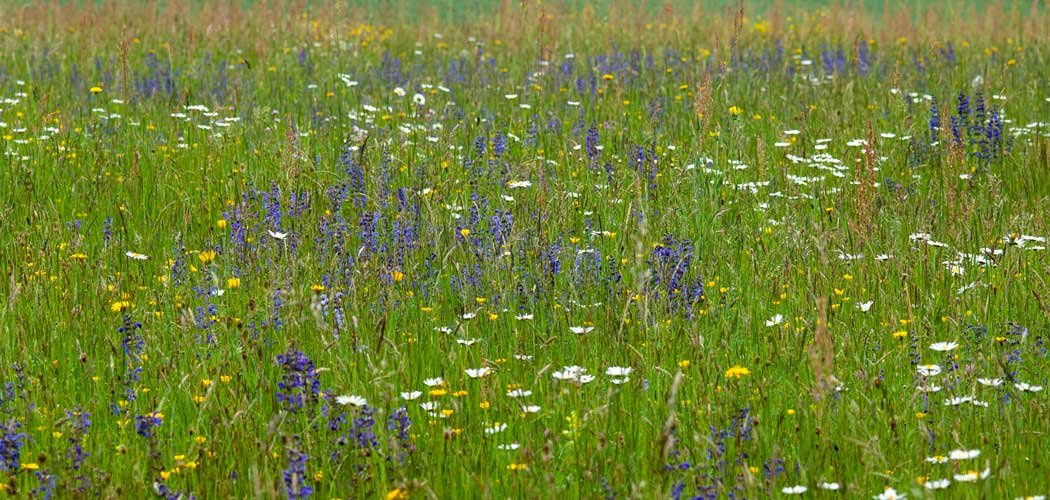 Formation "semences de prairies naturelles" à destination des agriculteurs du Pilat