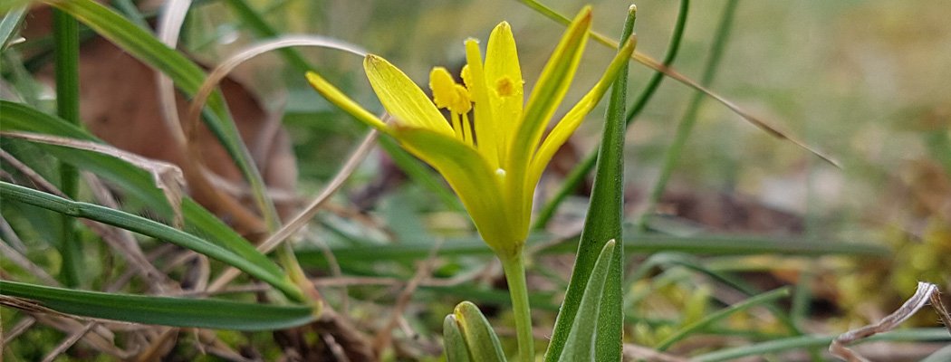 Découverte de la Gagée des prés en sud-Ardèche