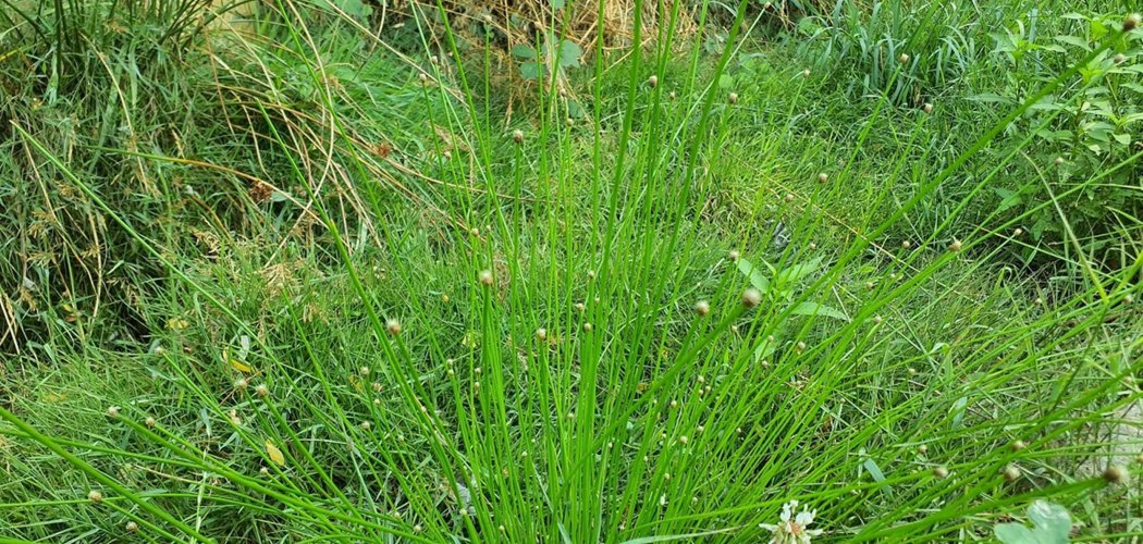 Première observation de l'Éléocharide obtus en Auvergne