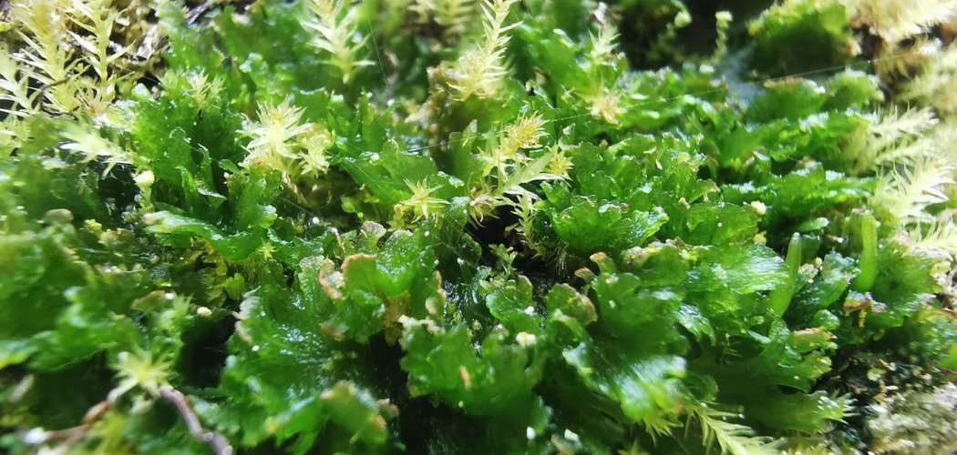 Les bryophytes des Cévennes gréseuses ardéchoises