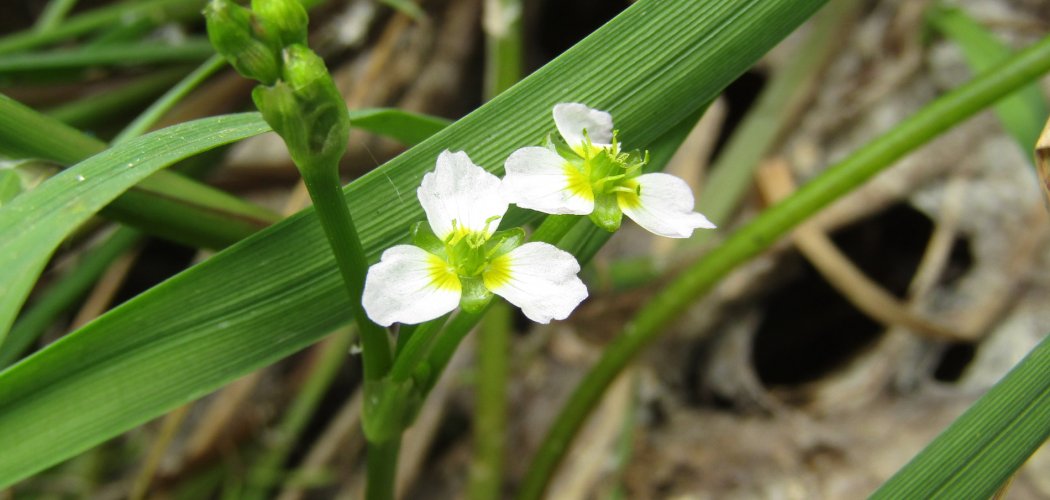 L’Étoile d’eau (Damasonium alisma) réobservée dans la Loire en 2024