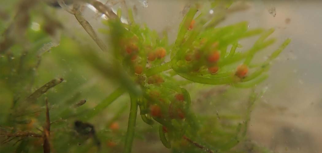 Découverte de Nitella opaca dans le département de la Loire