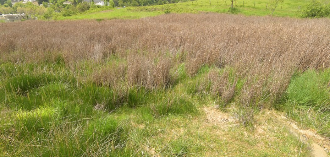 Bilan stationnel de Chara canescens dans le Massif central