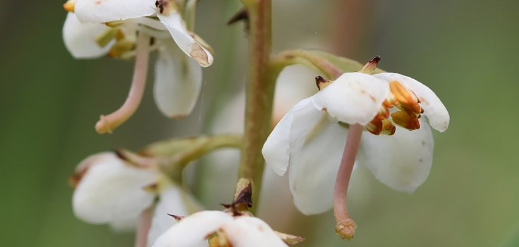 La Pyrole à feuilles rondes : une nouvelle espèce pour le département de la Loire