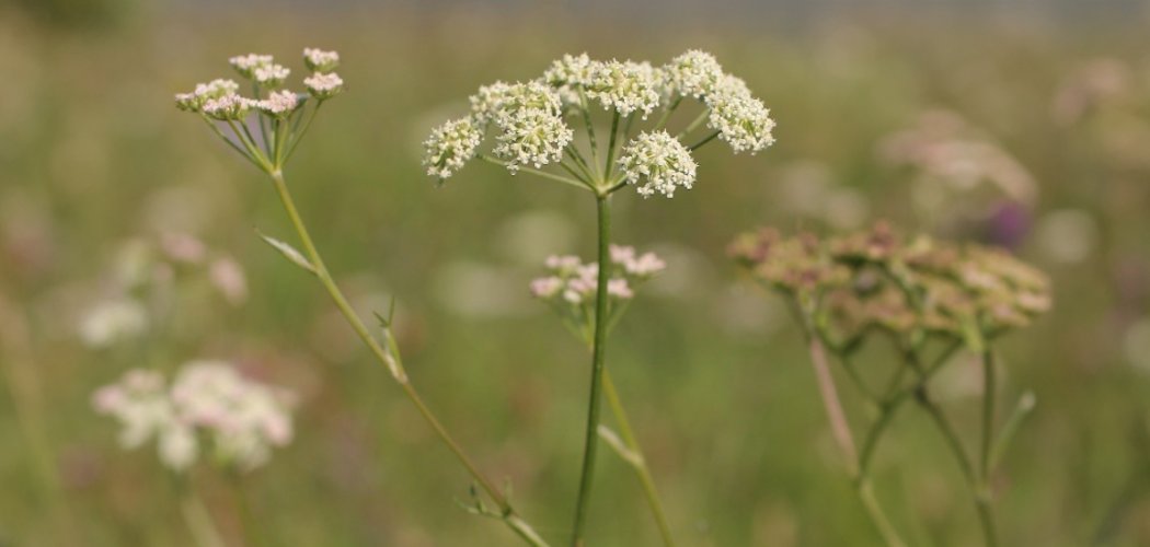 Découverte du Séséli annuel en Ardèche