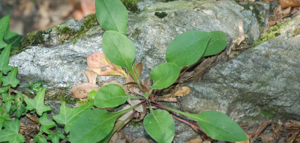 Seconde localité d’un Silène très rare en Ardèche découverte à Saint-Paul-le-Jeune