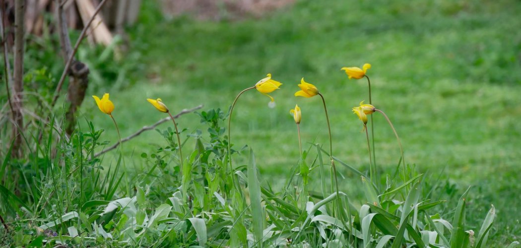 Découverte d'une nouvelle station de Tulipa sylvestris subsp. sylvestris en Haute-Loire