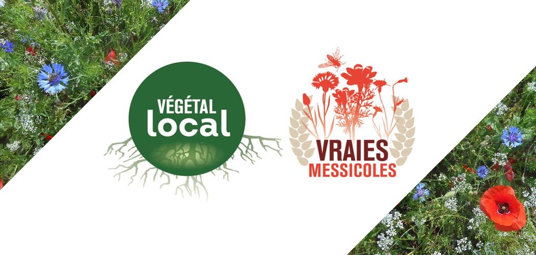 Webinaires Végétal local sur les herbacées