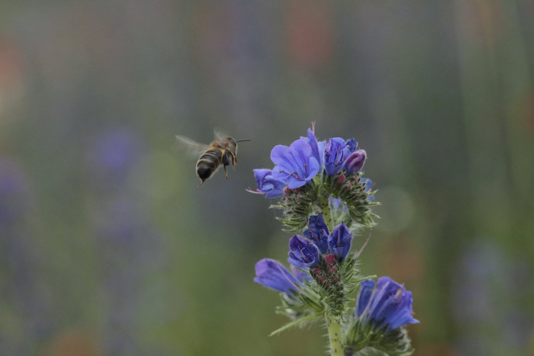 Atelier "Concevoir mon jardin comme une arche de biodiversité"