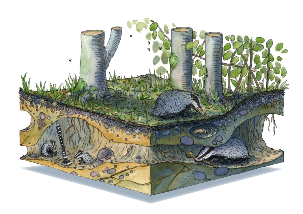 Dans l'intimité des vieilles forêts & l'Oreille de la forêt - Nuits des Forêts