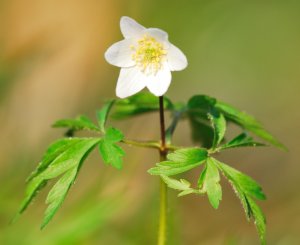 Partons à la découverte de la flore et des milieux naturels des vallons du Pilat rhodanien