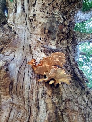 À la découverte des champignons