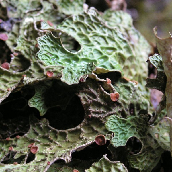 Lobaria pulmonaria - L. CHABROL / CBNMC