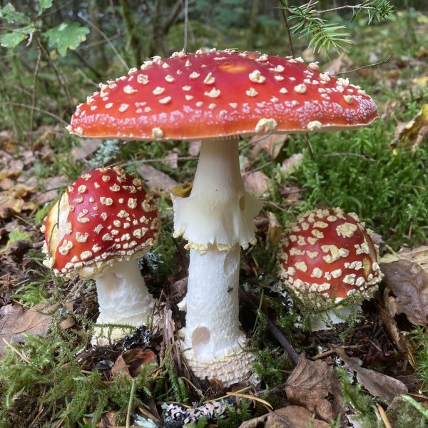 Amanita muscaria © L. CLANET