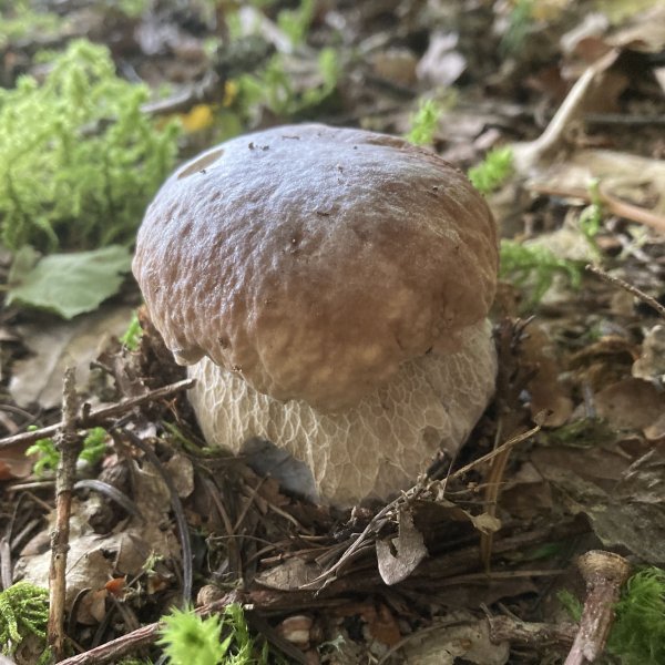 Boletus edulis © L. CLANET