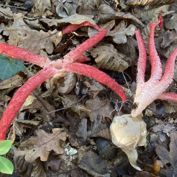 Clathrus archerii © L. CLANET