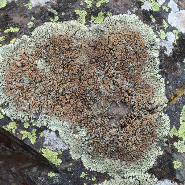 Lecanora 
muralis © POUVREAU M.