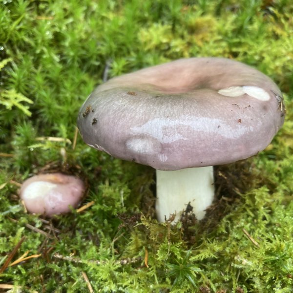 Russula cyanowantha © L. CLANET