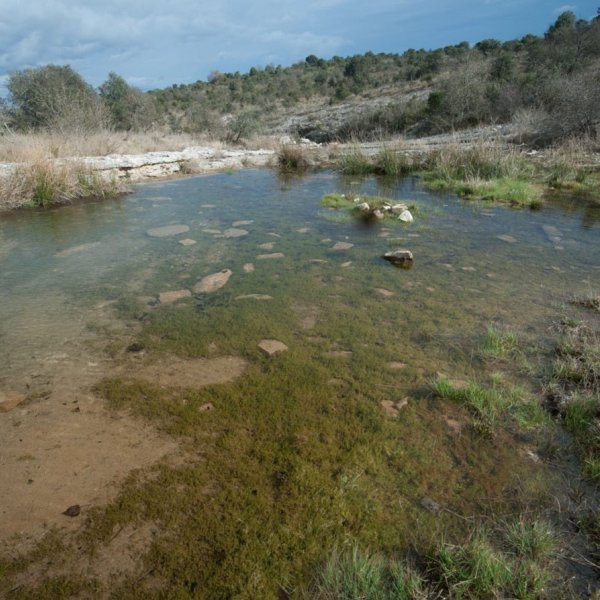 Communauté à Characees sur dalle calcaire © LABROCHE A / CBNMC