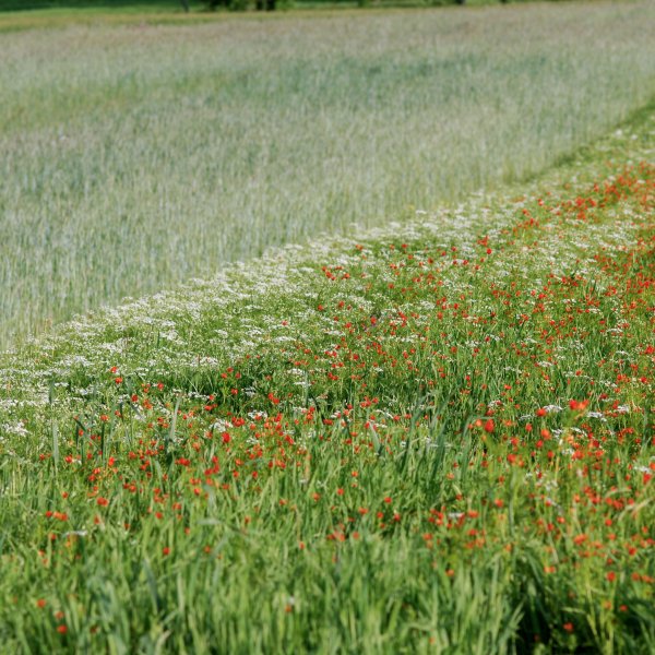 Adonis d'été / Adonis aestivalis © S. PERERA / ALIZARI