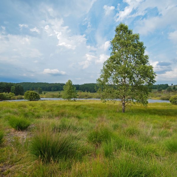 Etang de la Chabanne © S. PERERA / CBNMC