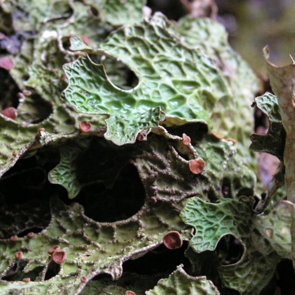 Lobaria Pulmonaria © L. CHABROL / CBNMC