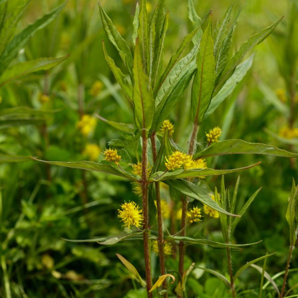 Lysimachia thyrsiflora © DESCHEEMACKER A