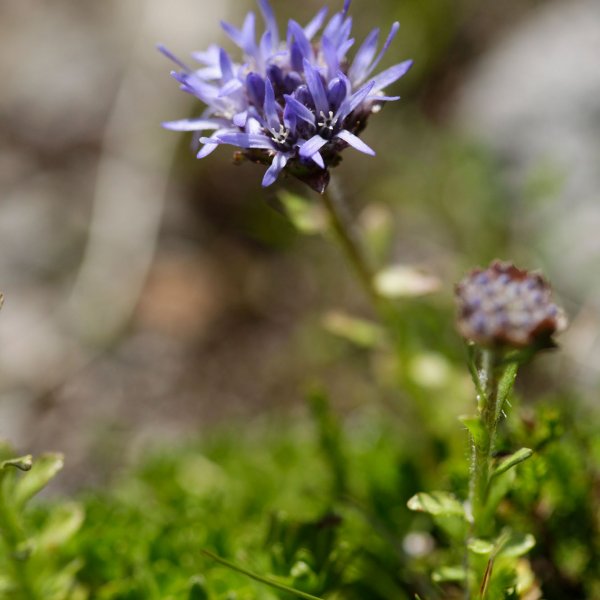 Jasione crispa subsp. arvernensis © DESCHEEMACKER A / CBNMC