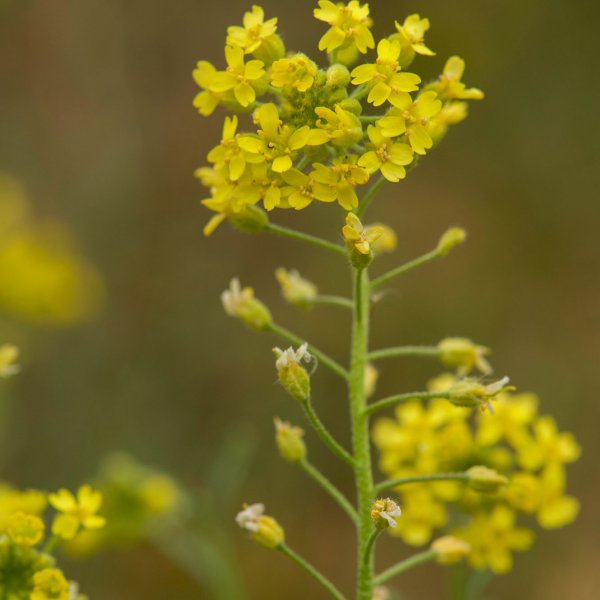 Alyssum rhodanense © LABROCHE A