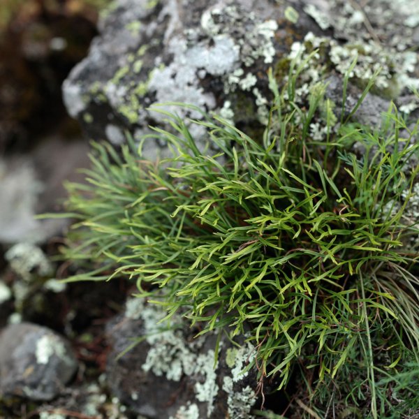 Asplenium septentrionale © DESCHEEMACKER A