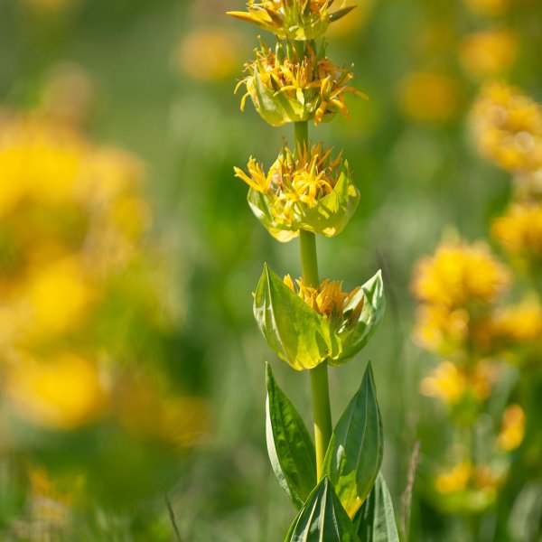 Gentiana lutea © PERERA S