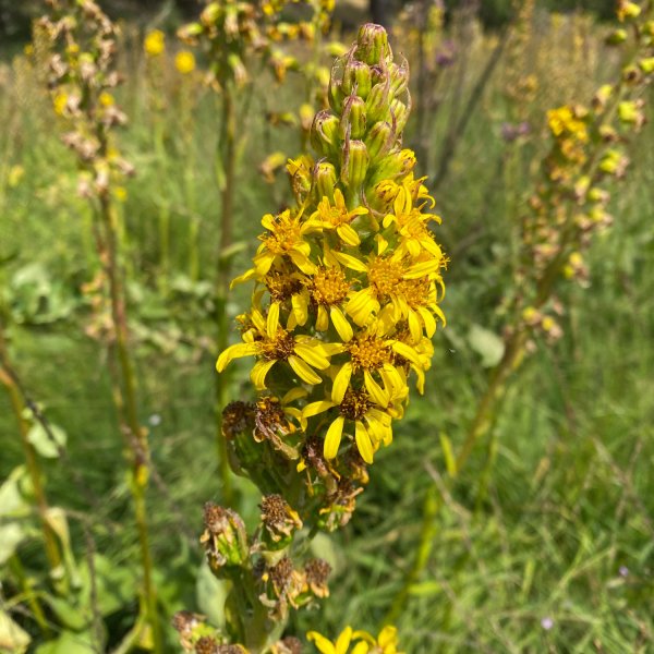 Ligularia sibirica © RAGACHE