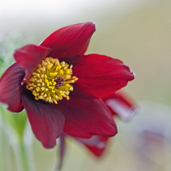 Pulsatilla rubra subsp rubra © PERERA S