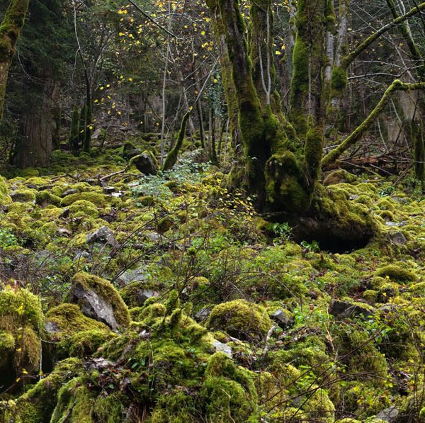 Gorges de la Rhue (Cantal) © S. PERERA / CBNMC