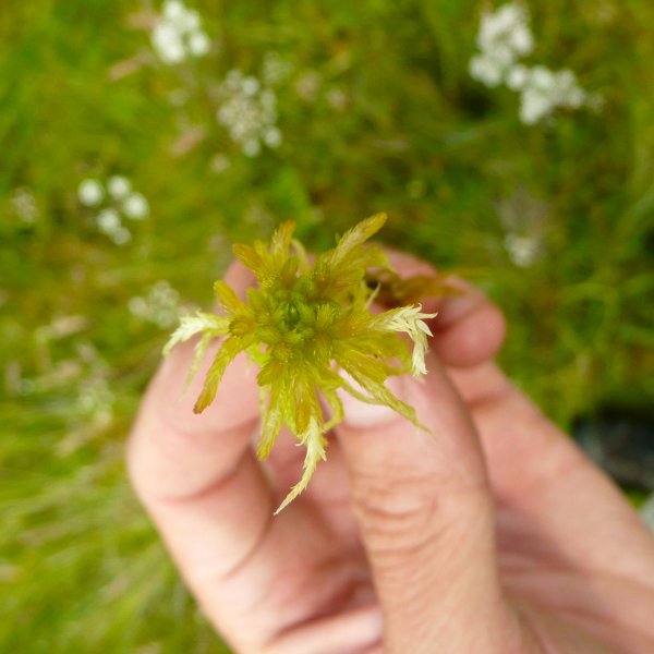 Observation des bryophytes © J. CELLE / CBNMC