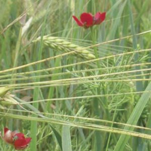 Une nouvelle plateforme web en faveur des plantes habitantes des moissons : plantesmessicoles.fr