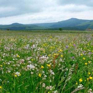 Les prairies du Massif central au Congrès mondial de la nature