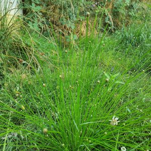 Première observation de l'Éléocharide obtus en Auvergne