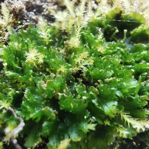 Les bryophytes des Cévennes gréseuses ardéchoises