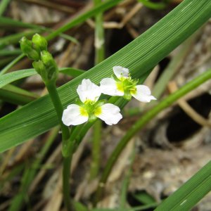 L’Étoile d’eau (Damasonium alisma) réobservée dans la Loire en 2024