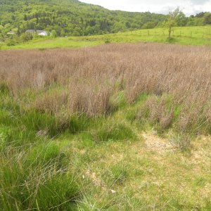 Bilan stationnel de Chara canescens dans le Massif central